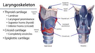 Larynx and Pharynx LO  Laryngeal Cartilages Membranes and Cavities [upl. by Elahcar]