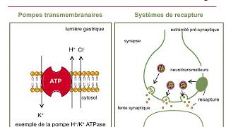 Mécanisme daction des médicamentsCours commenté [upl. by Alemrac206]