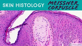 Skin Histology Meissner Corpuscle tactile corpuscle [upl. by Aruasor181]