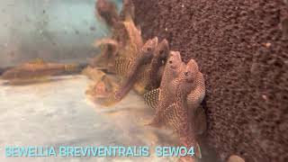 Sewellia breviventralis SEW04 [upl. by Navar]