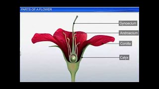 CBSE Class 11 Biology  Parts of a Flower  By Shiksha House [upl. by Nabi]