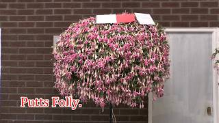 The BFS Northern National Fuchsia Show July 2018 [upl. by Aitercul180]