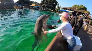 DOLPHIN ENCOUNTER AT SEAWORLD DURING COVID19 SAN DIEGO CALIFORNIA [upl. by Akeem]