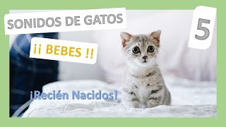 😺 SONIDOS de 5 GATOS BEBES 👶 Llorando Pidiendo ayuda Recién nacidos 🍼 [upl. by Bullion421]