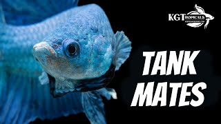 Top 10 Tank Mates For Bettas [upl. by Valma]