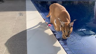 Puppy teaches Caracal how to swim Unlikely Animal Friends [upl. by Edy]