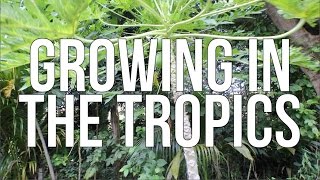 The Shocking Truth About Growing Vegetables in the Tropics What Works and What Doesnt [upl. by Allyce201]