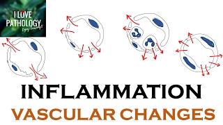 INFLAMMATION Part 1 General concepts types  Vascular changes in Acute inflammation [upl. by Amehsat]