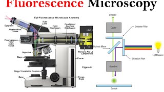 Fluorescence microscopy  fluorescence microscope principle [upl. by Anerom]