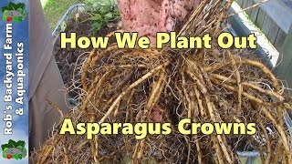 How We Plant Out Asparagus Crowns [upl. by Anele687]