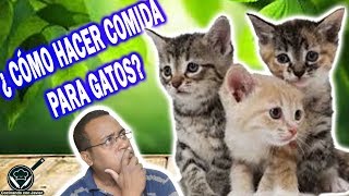 COMIDA para GATOS  Receta fácil y Consejos [upl. by Enilhtak]