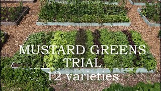 Mustard greens trial  12 different varieties [upl. by Schach]