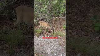 Key Deer in Big Pine Key Florida Keys [upl. by Blakelee]