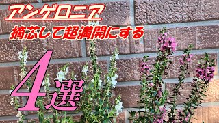 【花】アンゲロニアの育て方・摘芯 [upl. by Jeniffer]