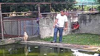 BIGGEST CROCODILE EVER NAME LAPULAPU [upl. by Salchunas765]