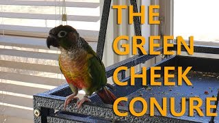 Why Green Cheek Conures Are Good Birds [upl. by Taddeusz]