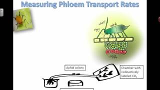 Measuring phloem transport rates 2016 [upl. by Benisch21]