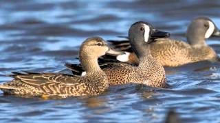 Bluewinged Teal  Duck Species Profile [upl. by Polard]