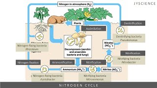 SPM How to remember nitrogen cycle  Nitrogen fixation nitrification denitrification [upl. by Nogaem]