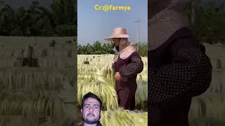 Sisal plant harvesting farming agriculture satisfying youtubeshorts [upl. by Elleneg]