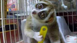 Brushing Slow Loris [upl. by Janeen]