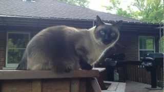 Oscar the Siamese Cat Meows and Talks [upl. by Harmony]