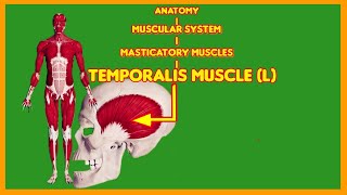 Why Your Temporalis Muscle is MORE IMPORTANT than Your Biceps massetermuscleanatomymasticatory [upl. by Jennilee532]