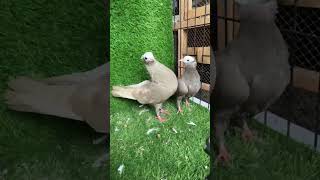 kabootar pigeon vlogging subscribe animallover youtubeshorts ‎AbdulRehman26896 [upl. by Hgierb290]