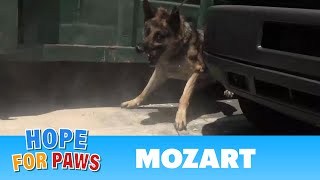 Security guards rush to help Hope For Paws rescue a homeless German Shepherd germanshepherd [upl. by Quiteris]