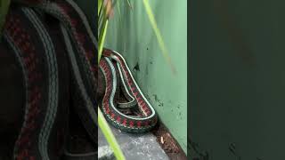 Red Sided Garter Snake shots snake [upl. by Hahnke]