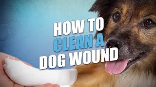 How to Clean and Treat Dog Wound Dog First Aid Basics [upl. by Mikiso]