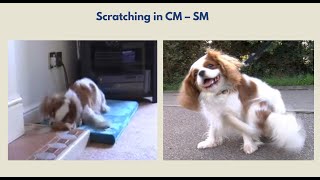 Scratching in Canine Chiari and syringomyelia [upl. by Airdnaz]