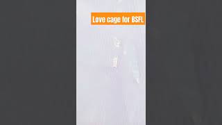 Love cage BSFL insect lovecage bsfl insectfarming [upl. by Reemas729]