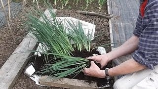 Allotment Diary  How to grow Leeks  Planting out [upl. by Kendall269]