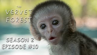 3 Day Old Tiny Orphan Baby Monkey Rescued amp Update On Brain Damaged Baby  Vervet Forest  S2 Ep10 [upl. by Yssirk]