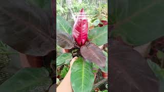 UPDATE PHILODENDRON RED CARDINALBASE CUT PROPAGATION [upl. by Celeste]