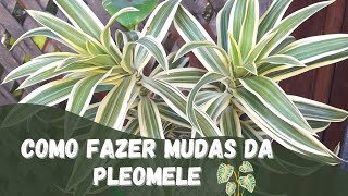 como fazer mudas da planta PLEOMELE [upl. by Eustasius]