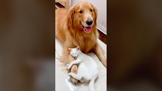 Funny Cat And Dogs Videos  Pure Fails  Funny Animal Videos 😺 🐶 failsoftheyear cat [upl. by Ahse560]