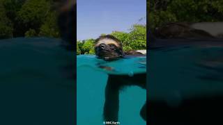 How Sloths Hold Their Breath for 40 Minutes😮 [upl. by Ial257]