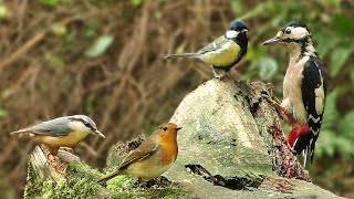 Bird Sounds Spectacular  8 HOURS of Beautiful British Birds [upl. by Odlanor]