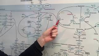 MTHFR  High homocysteine and Low homocysteine [upl. by Standice216]