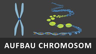 Aufbau Chromosomen  Chromatin  Spiralisierung der DNA einfach erklärt  Verpackung der DNA [upl. by Ardnuaed]