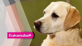 Dogs that detect Epileptic Seizures  Part 1  Extraordinary Dogs [upl. by Nayarb]