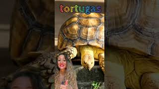 ¿CUÁLES son los 4 GRUPOS de REPTILES lapizarradeana videoseducativos shorts [upl. by Maggy]