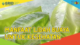 Fakta Menarik  Manfaat Lidah Buaya untuk Pencernaan [upl. by Teerprah]