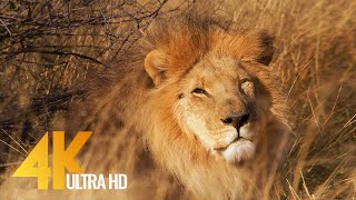 Lions in 4K 10 bit color  African Wild Animals  5 HRS [upl. by Cheatham]