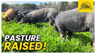 An Introduction to Raising Pigs on Pasture [upl. by Ume]