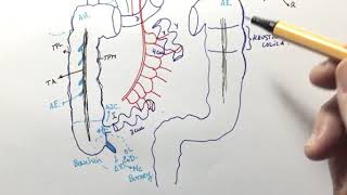 Anatomía del yeyuno íleon e intestino grueso [upl. by Fanni]