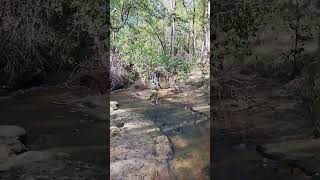 tibby dog first creek walk [upl. by Analah773]