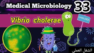 vibrio cholerae شرح الشغل العملي [upl. by Martens247]